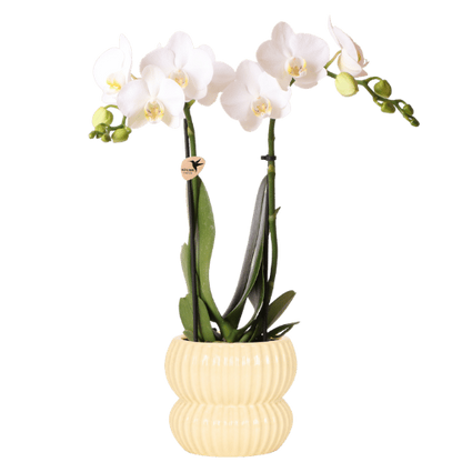 Kolibri Orchids | Weiße Amabilis Orchidee + Horizon Übertopf gelb – Topfgröße Ø9cm | blühende Zimmerpflanze – frisch vom Züchter
