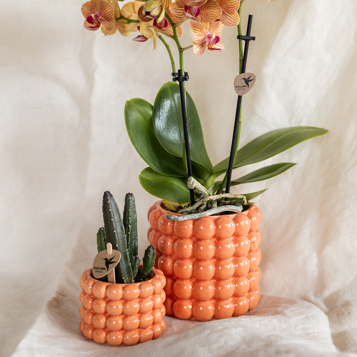 Pflanzenset Poppy Orange | Orange Phalaenopsis Orchidee Jamaica und Sukkulente inkl. Keramische Ziertöpfe