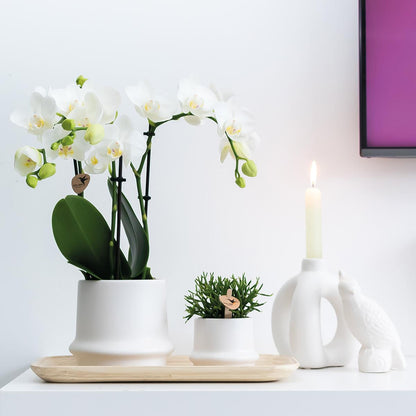Kolibri Home | Ornament - Deko-Skulptur Kakadu - White