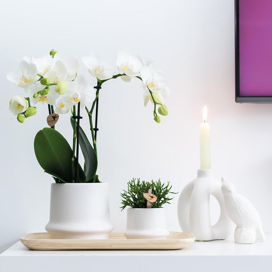 Kolibri Home | Ornament - Deko-Skulptur Kakadu - White