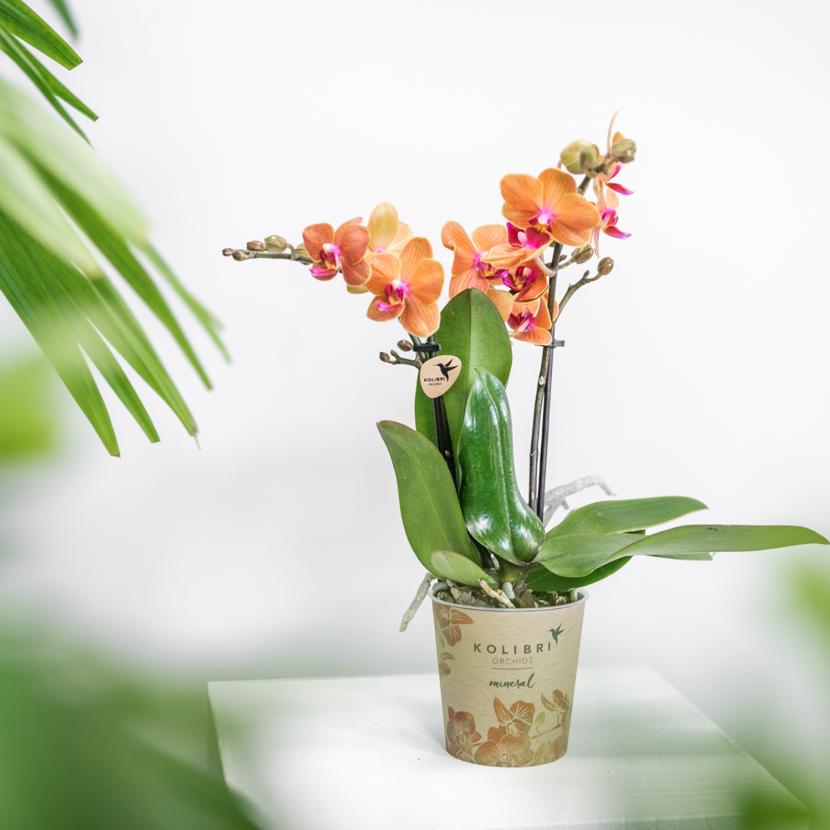 Kolibri Orchids | COMBI DEAL von 4 orange Phalaenopsis Orchideen - Bozen - Topfgröße Ø9cm blühende Zimmerpflanze - frisch vom Züchter