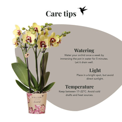 Kolibri Orchids | Kombi-Angebot - 4 Gelb-Rote Phalaenopsis Orchideen Diamond Uruguay - Ø9 cm