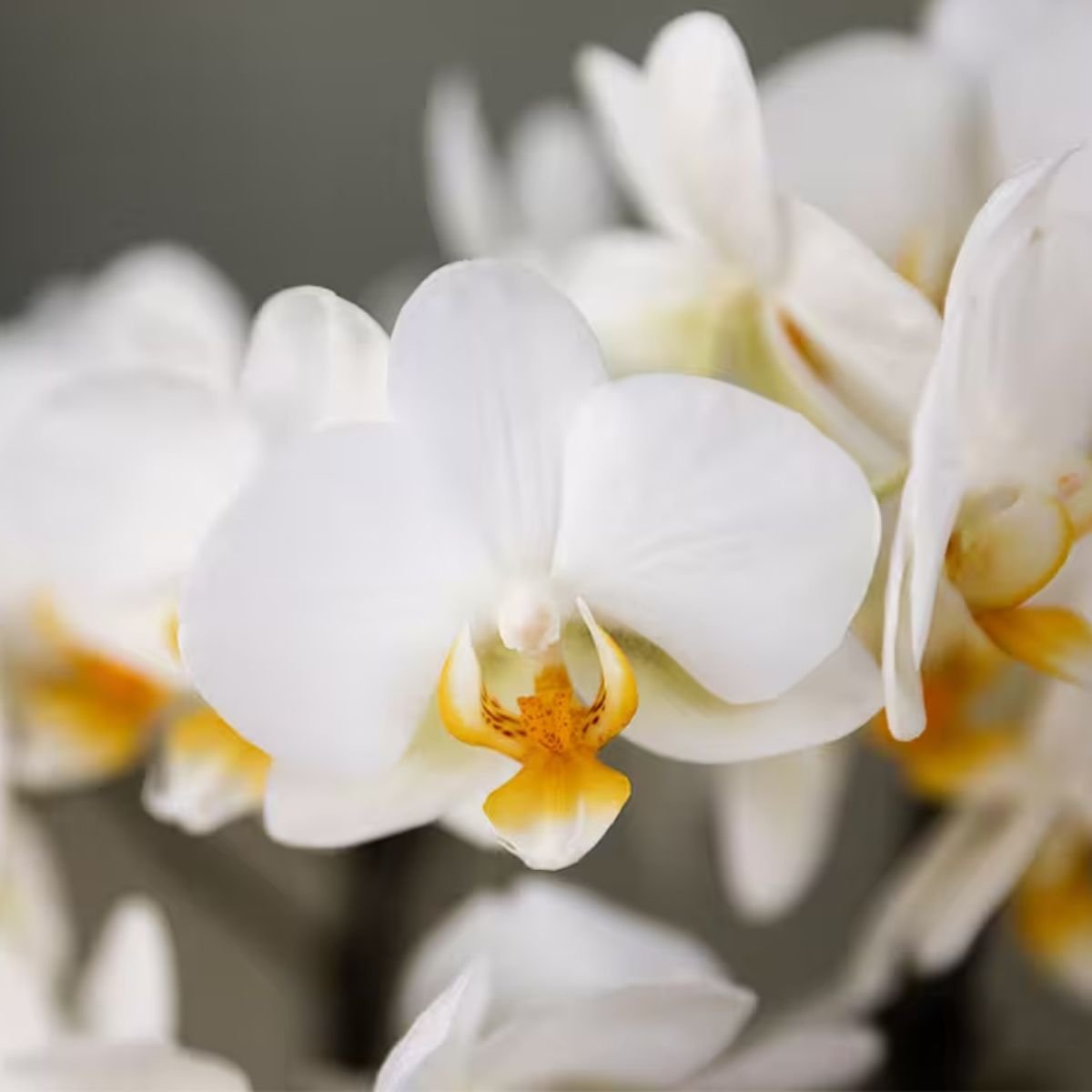 Kolibri Orchids | Weißes Mono Bouquet Blossom Lausanne im Reed Basket