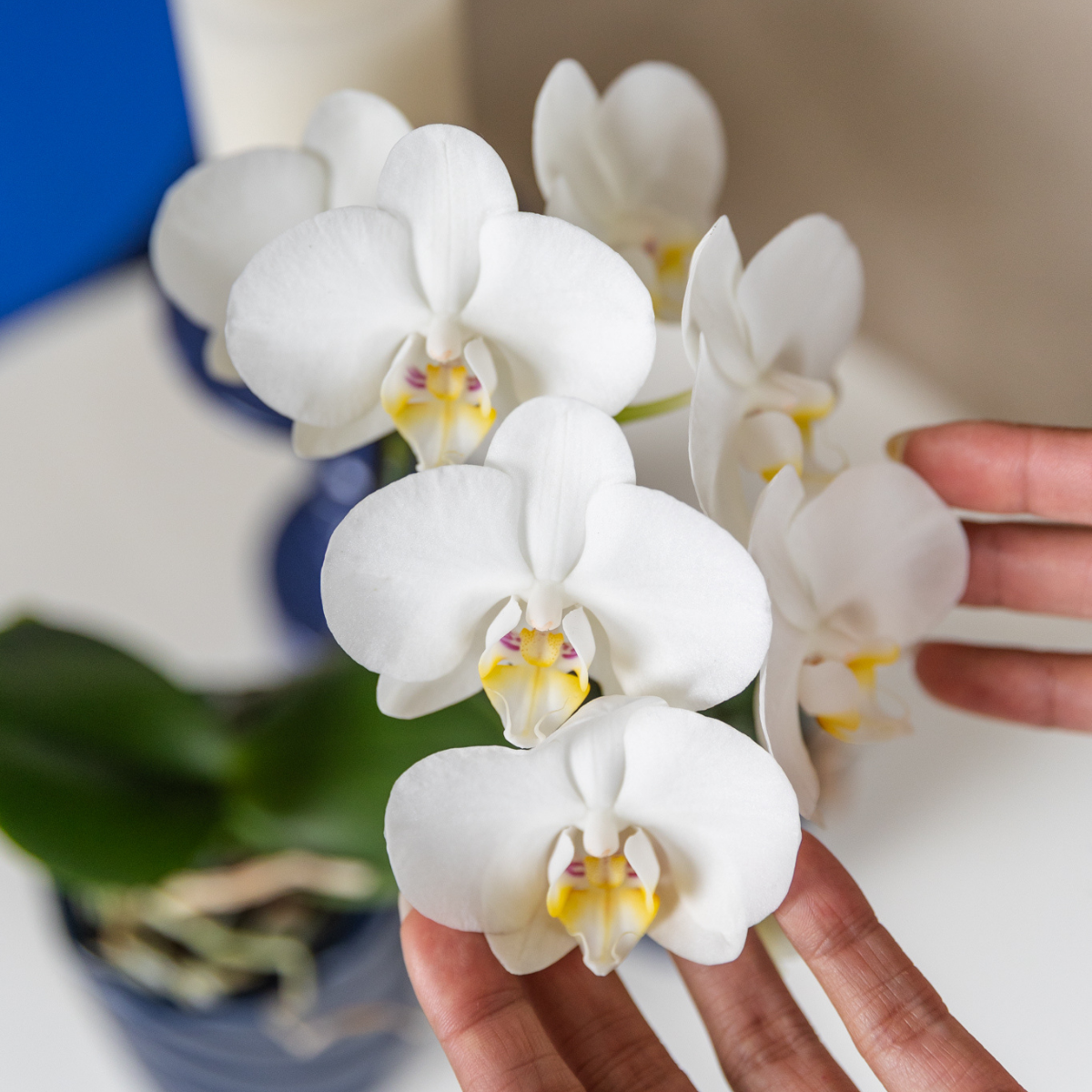 Kolibri Orchids | weiße Phalaenopsis-Orchidee - Amabilis - Topfgröße Ø9cm | blühende Zimmerpflanze - frisch vom Züchter