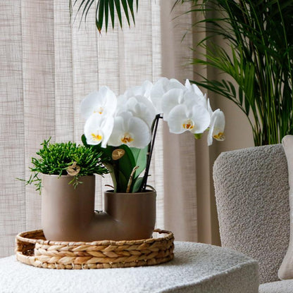 Set mit Weißer Orchidee Zürich und Sukkulente im Tube-Ziertopf Sand – Topfgröße Ø9cm