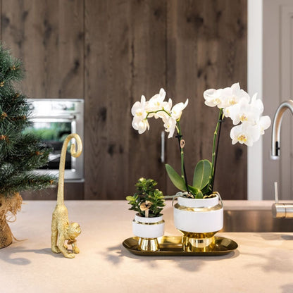 Kolibri Orchids | Geschenkset Le Chic Gold - Weiße Phalaenopsis Orchidee Mineral Amabilis & Sukkulente