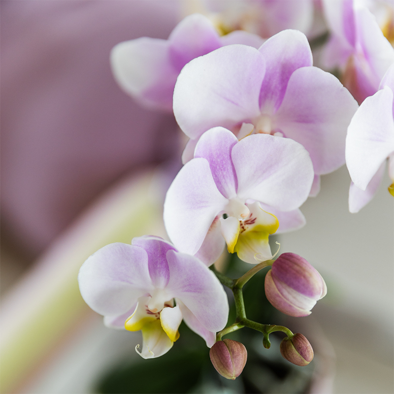 Joana mit Bloom Ziertopf