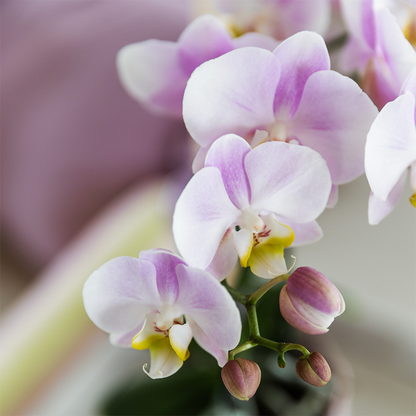 Joana mit Bloom Ziertopf