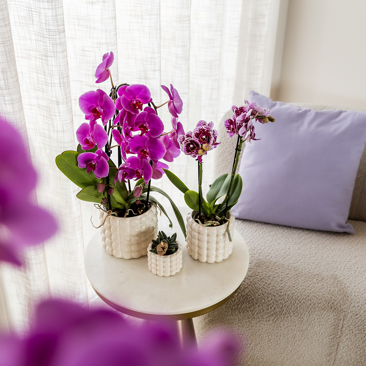 Kolibri Orchids | Violette Phalaenopsis-Orchidee Topfgröße Ø12cm | Freeride | Blühende Zimmerpflanze – Frisch vom Züchter