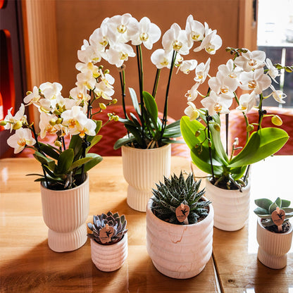 Kolibri Orchids | Weiße Phalaenopsis-Orchidee - Lausanne - Topfgröße Ø9cm | Blühende Zimmerpflanze - frisch vom Züchter