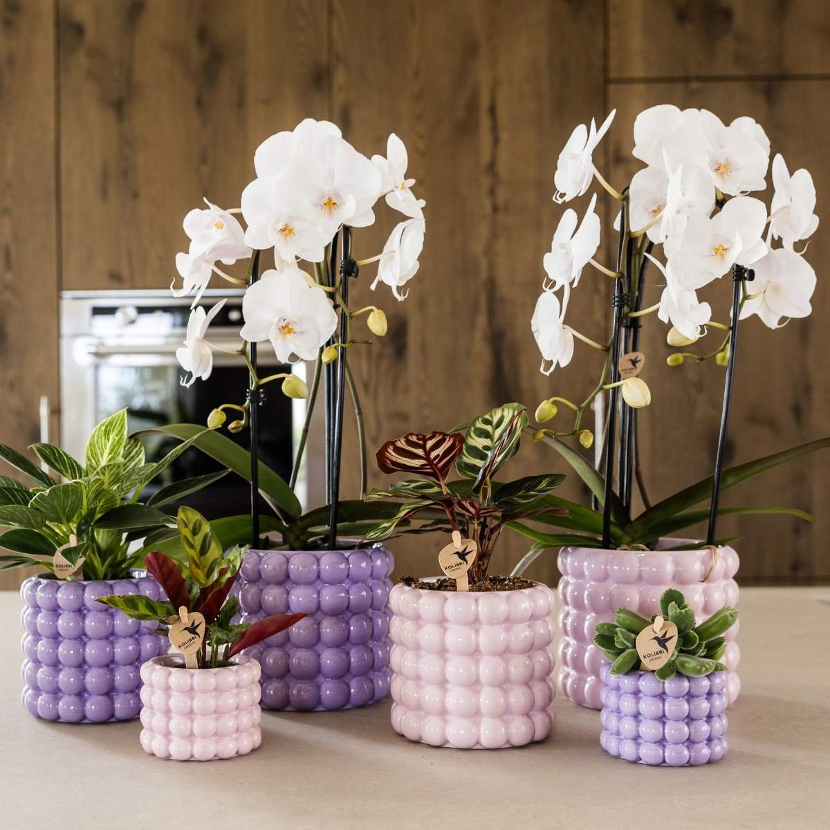 Kolibri Orchids | Kombi-Angebot - 4 Weiße Phalaenopsis Orchideen Niagara Fall White - Ø12 cm