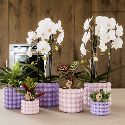 Kolibri Orchids | Kombi-Angebot - 4 Weiße Phalaenopsis Orchideen Niagara Fall White - Ø12 cm