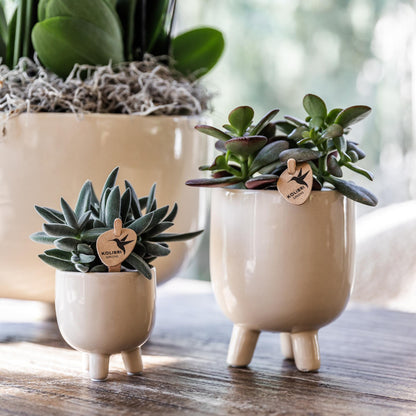 Kolibri Greens | Grüne Pflanze - Sukkulente Crassula Ovata - grüne Zimmerpflanze - frisch aus der Gärtnerei - Ø9cm