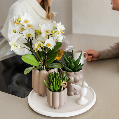 Geschenkset Slow Living | Grüne Pflanzen mit Weißer Phalaenopsis Orchidee Lausanne in Beigen Keramiktöpfen auf Weißem Tablett