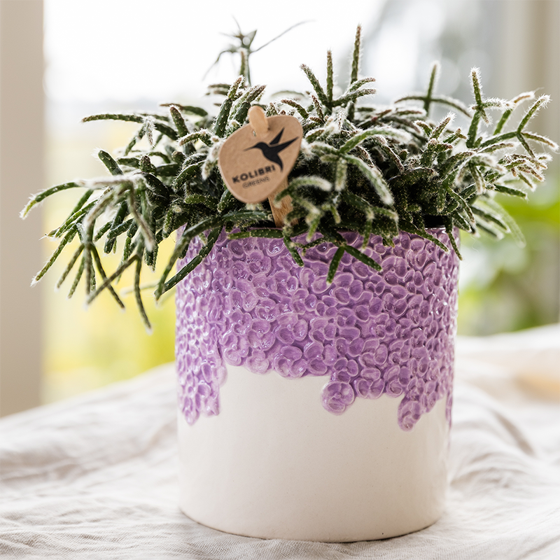 Set Bloom Purple