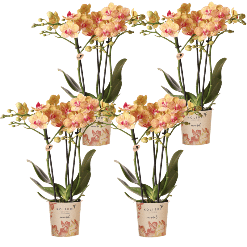 Kolibri Orchids | Kombi-Angebot - 4 Orange Phalaenopsis Orchideen Mineral Jamaica - Ø9 cm