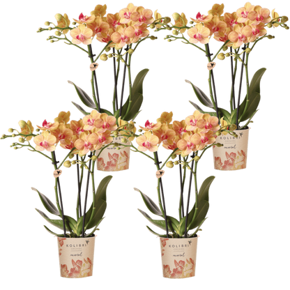 Kolibri Orchids | Kombi-Angebot - 4 Orange Phalaenopsis Orchideen Mineral Jamaica - Ø9 cm