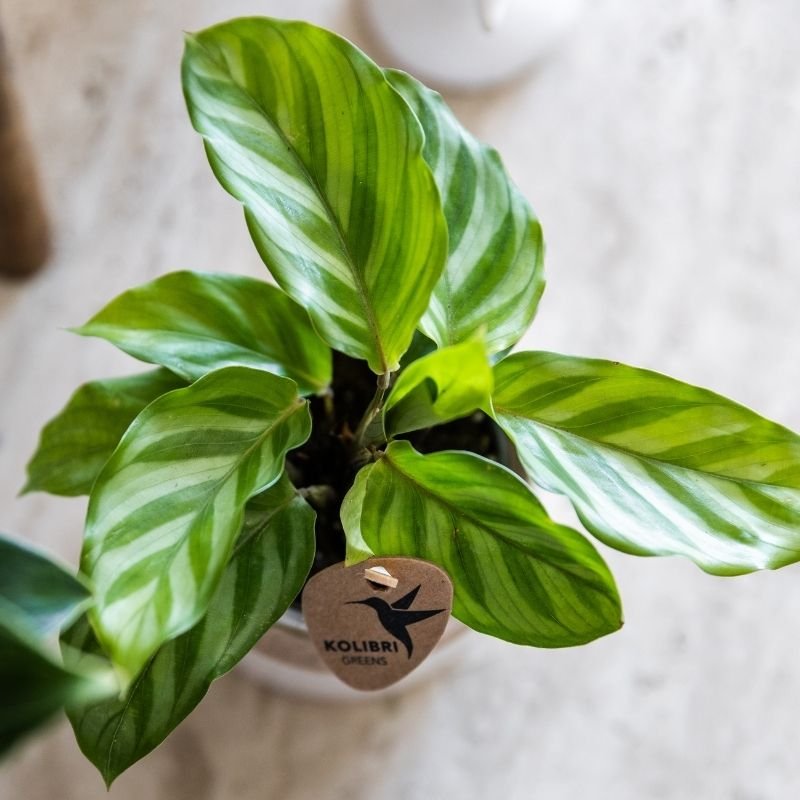 Kolibri Greens | Grünpflanze - Calathea Freddie - Grüne Zimmerpflanze - Frisch vom Züchter - Ø9cm