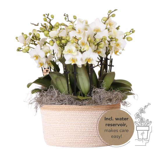 Kolibri Orchids | Weißes Mono Bouquet Blossom Lausanne im Cotton Basket