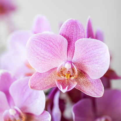 Kolibri Orchids | KOMBI-ANGEBOT mit 4 Phalaenopsis-Orchideen - Treviso - Topfgröße Ø9cm | Blühende Zimmerpflanze - Frisch vom Züchter