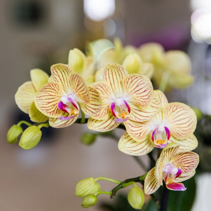 Kolibri Orchids | Geschenkset Horizon Gelb - Gelbe Phalaenopsis Orchidee Blossom Lima & Sukkulente