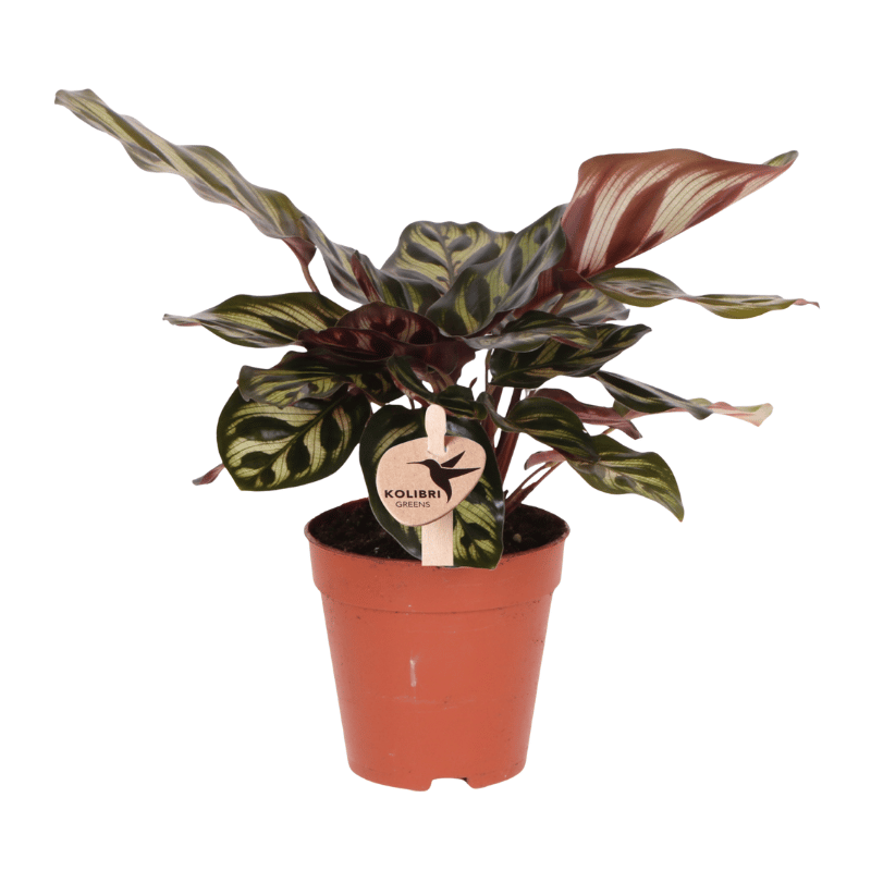 Kolibri Greens | Grüne Pflanze - Calathea Makoyana - Grüne Zimmerpflanze - Frisch vom Züchter  - Ø9cm