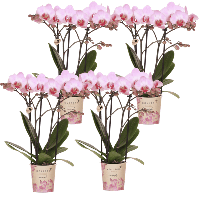 Kolibri Orchids | Kombi-Angebot - 4 Rosa Phalaenopsis Orchideen Mineral Antwerpen - Ø9 cm