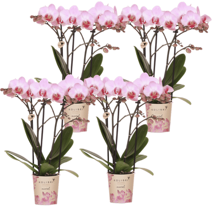 Kolibri Orchids | Kombi-Angebot - 4 Rosa Phalaenopsis Orchideen Mineral Antwerpen - Ø9 cm