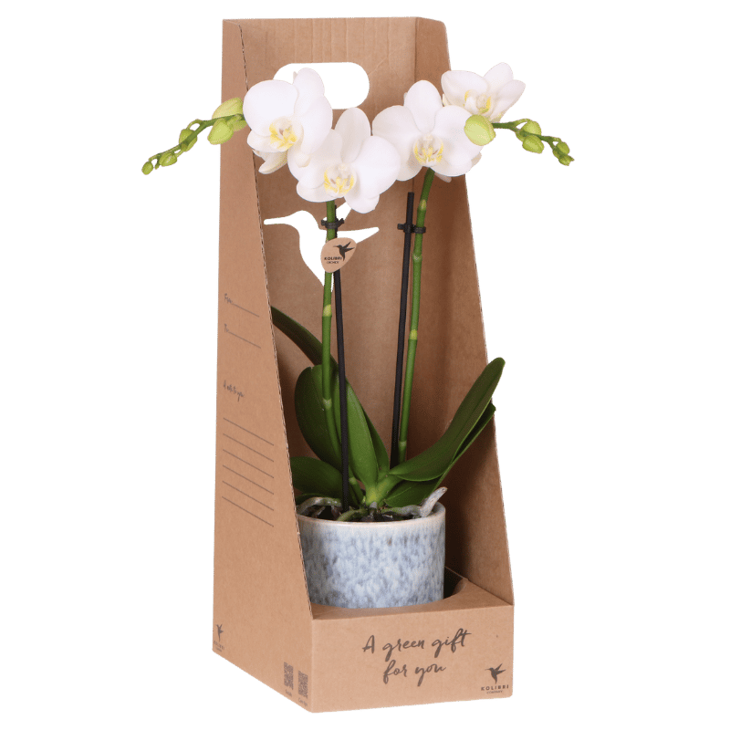 Kolibri Orchids | Weiße Amabilis Orchidee Geschenkset - inkl. Giftbox, Orchidee & Übertopf - Ø9cm