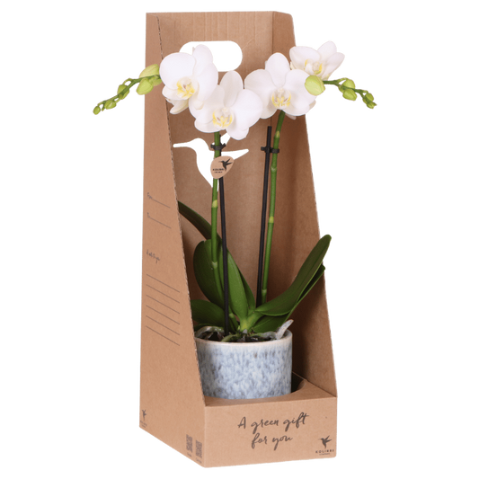 Kolibri Orchids | Weiße Amabilis Orchidee Geschenkset - inkl. Giftbox, Orchidee & Übertopf - Ø9cm