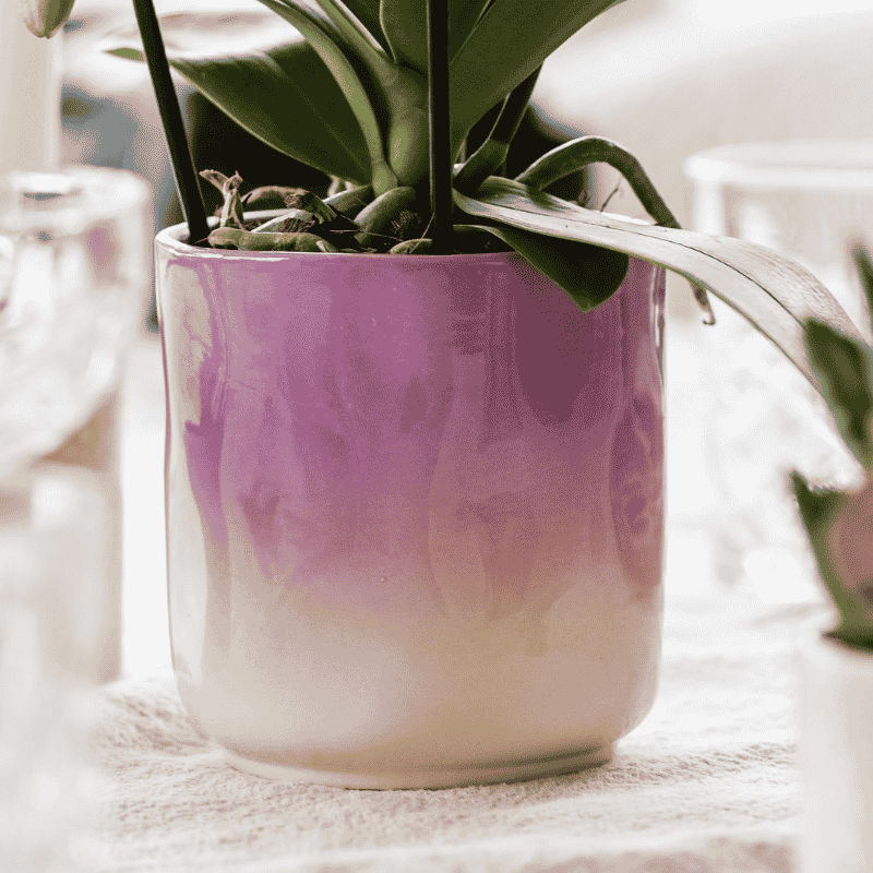 Kolibri Orchids | Violette Phalaenopsis Orchidee - Mineral Vienna im Gradience Übertopf Lila mit Geschenkbox - Ø9 cm