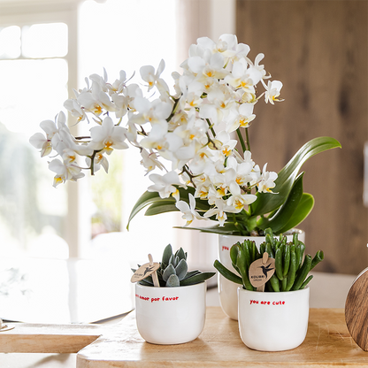 Kolibri Home | Ziertopf „To the Moon and Back“ - Ø6cm