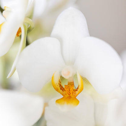 Kolibri Orchids | Weiße Phalaenopsis-Orchidee - Lausanne - Topfgröße Ø9cm | Blühende Zimmerpflanze - frisch vom Züchter