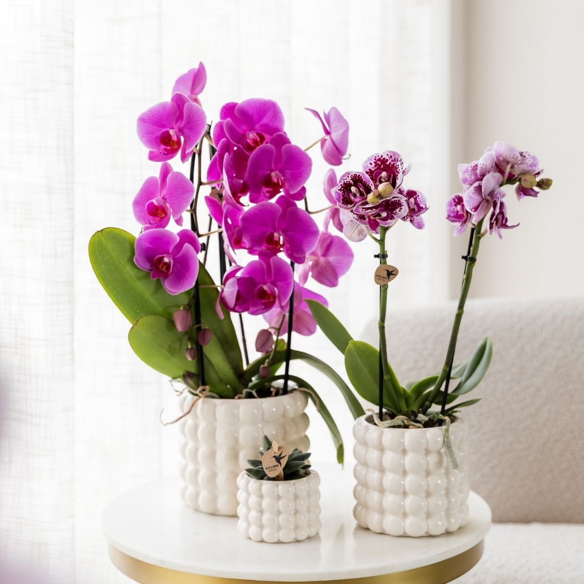 Kolibri Orchids | Kombi-Angebot - 4 Violette Phalaenopsis Orchideen Niagara Fall Free Ride - Ø12 cm