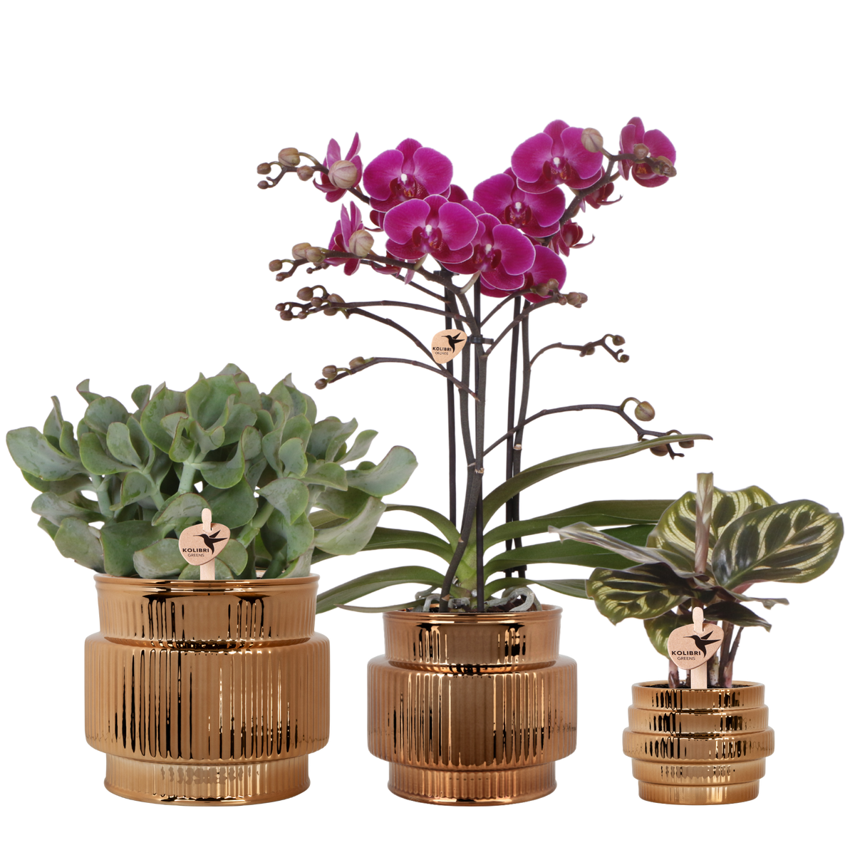 Kolibri Orchids | Pflanzenset Allure Shiny Bronze - Violette Phalaenopsis Orchidee Mineral Morelia, Sukkulente & Calathea Makoyana