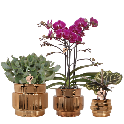 Kolibri Orchids | Pflanzenset Allure Shiny Bronze - Violette Phalaenopsis Orchidee Mineral Morelia, Sukkulente & Calathea Makoyana