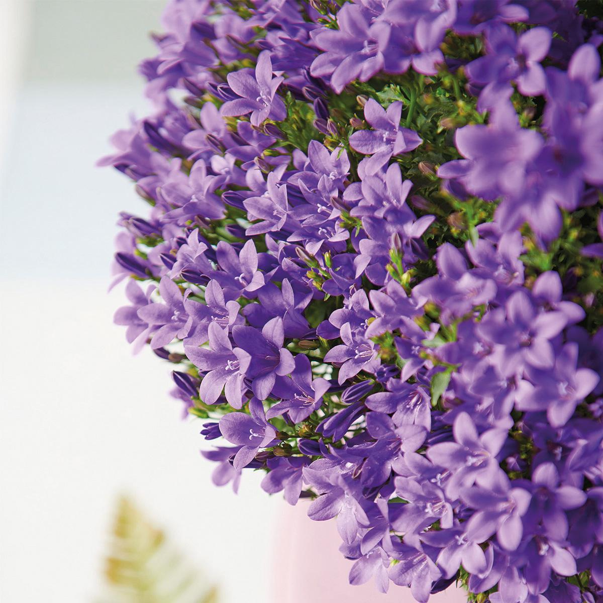 Campanula Addenda - Glockenblume lila Topfgröße 12cm - 1m2 Bodendecker - 6 Pflanzen - Ambella lila - Gartenpflanzen - winterhart
