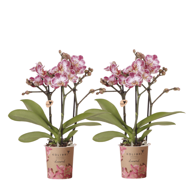Kolibri Orchids | Kombi-Angebot - 2 Rosa-Violette Phalaenopsis Orchideen Diamond Bora Bora - Ø9 cm
