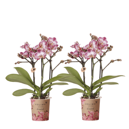 Kolibri Orchids | Kombi-Angebot - 2 Rosa-Violette Phalaenopsis Orchideen Diamond Bora Bora - Ø9 cm