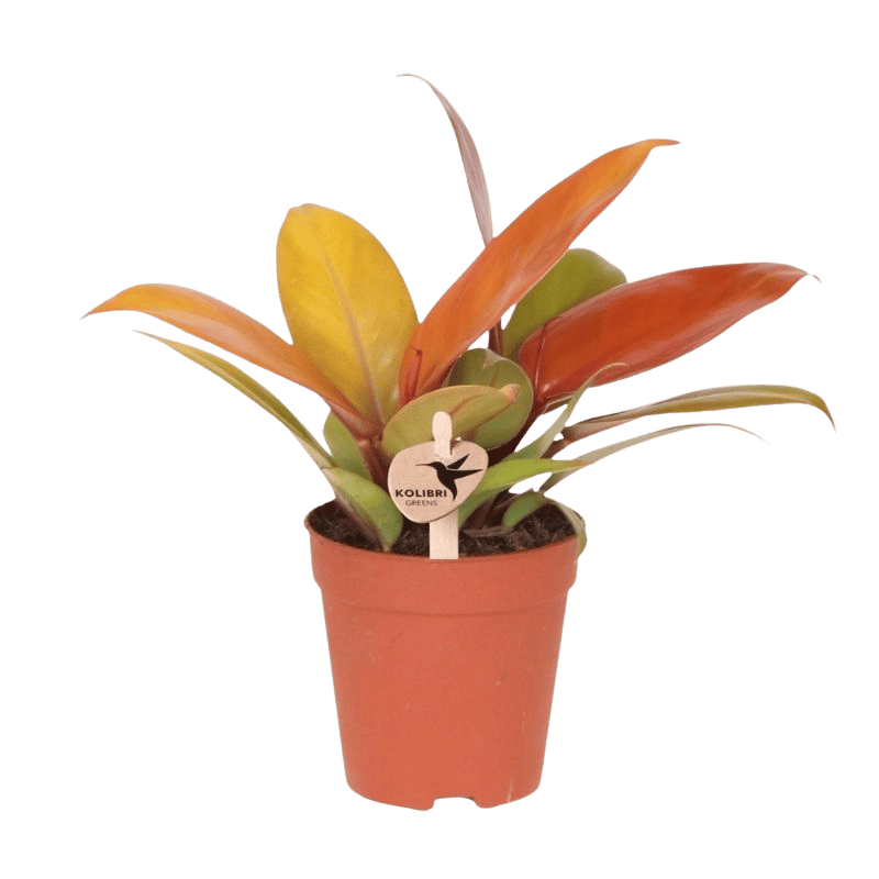 Kolibri Greens | Grünpflanze - Philodendron Ruby Red - Grüne Zimmerpflanze - Frisch vom Züchter - Ø9cm