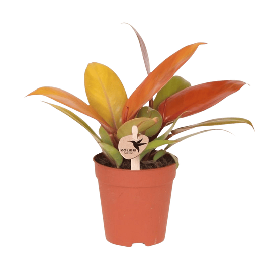 Kolibri Greens | Grünpflanze - Philodendron Ruby Red - Grüne Zimmerpflanze - Frisch vom Züchter - Ø9cm