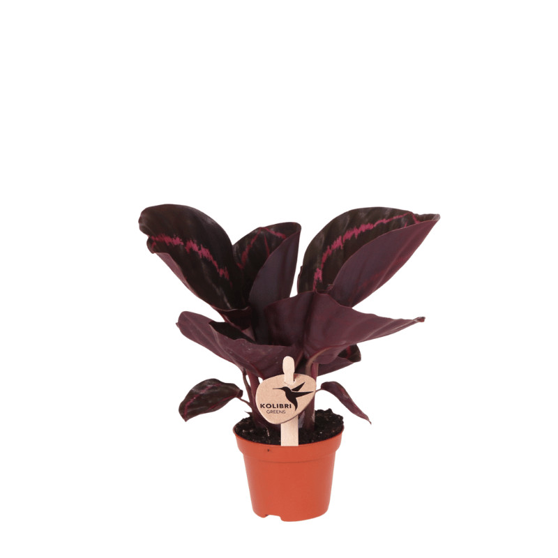 Kolibri Greens | Grünpflanze - Calathea Dottie - Grüne Zimmerpflanze - Frisch vom Züchter - Ø6cm