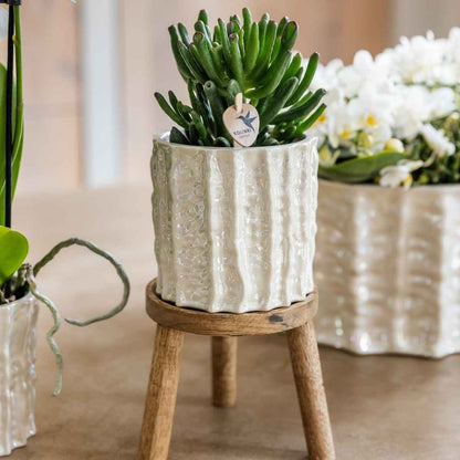 Kolibri Home | Oyster Übertopf - Ø9cm