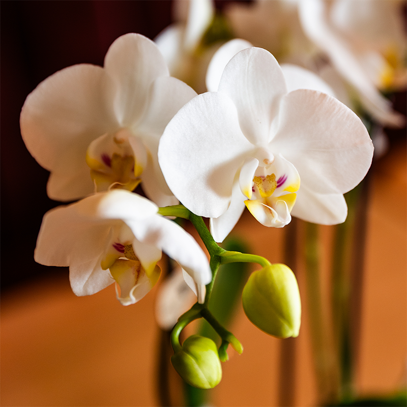 Kolibri Orchids | Weiße Amabilis Orchidee Geschenkset - inkl. Giftbox, Orchidee & Übertopf - Ø9cm