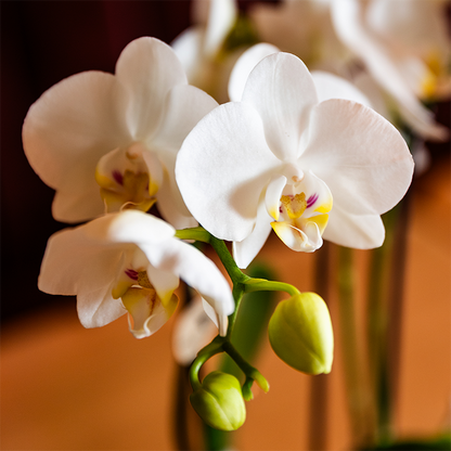 Kolibri Orchids | Weiße Amabilis Orchidee Geschenkset - inkl. Giftbox, Orchidee & Übertopf - Ø9cm