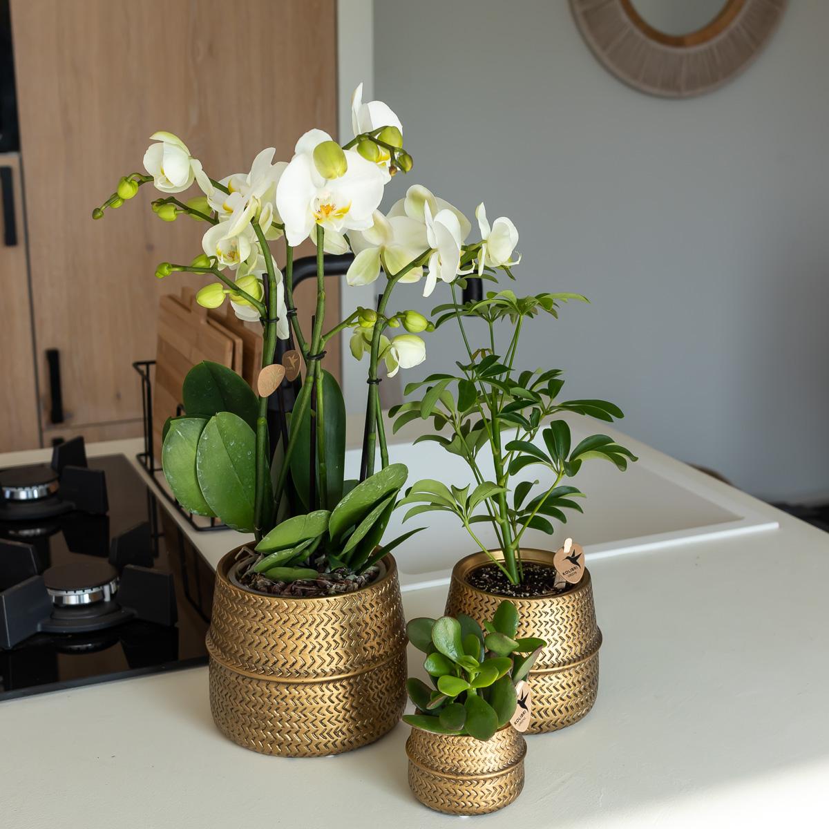 Kolibri Orchids | Orange Phalaenopsis-Orchidee Las Vegas im goldenen Groove-Ziertopf - Ø12cm