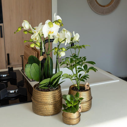 Kolibri Orchids | Orange Phalaenopsis-Orchidee Las Vegas im goldenen Groove-Ziertopf - Ø12cm