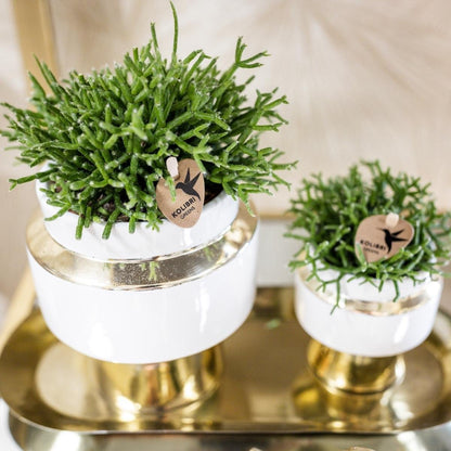 Kolibri Home | Le Chic Übertopf - Gold - Ø9cm
