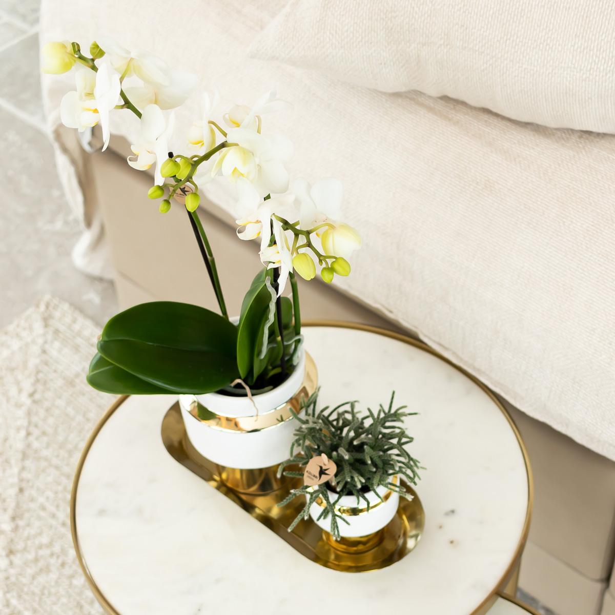Kolibri Orchids | Weiße Phalaenopsis Orchidee - Mineral Amabilis im Le Chic Übertopf Gold - Ø9 cm