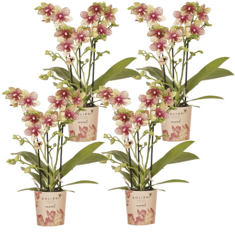 Kolibri Orchids | Kombi-Angebot - 4 Orange-Gelbe Phalaenopsis Orchideen Mineral Grosseto - Ø9 cm